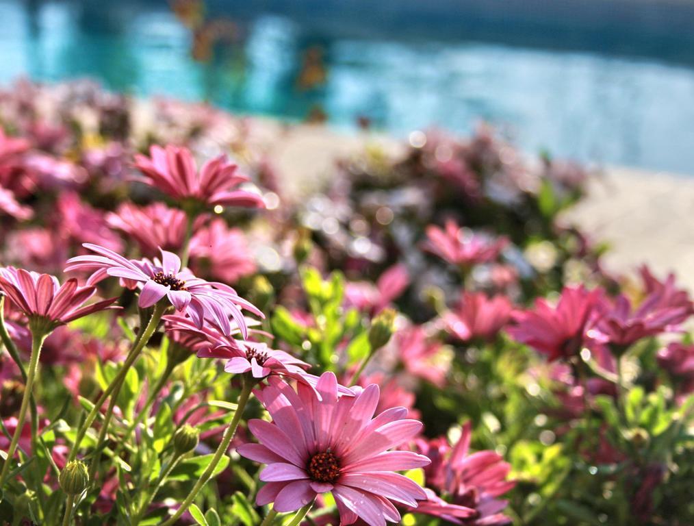 Villa Paradise Pafos Quarto foto